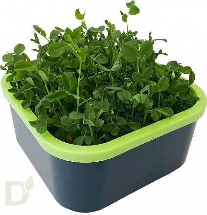 Проращиватель Здоровья клад универсальный крафт